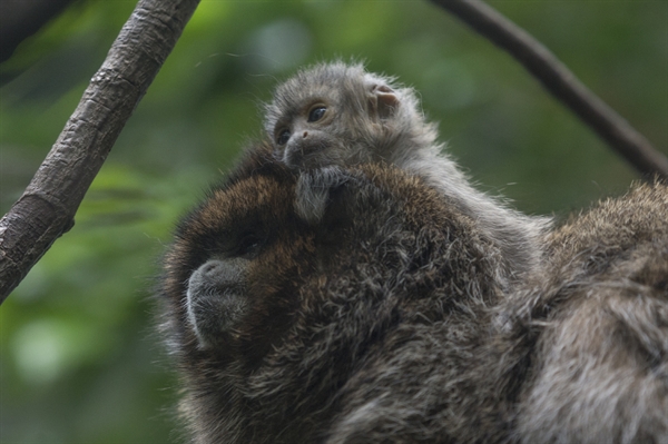 moni moni ANIMALS クロヒョウ Meet the Animals: Bolivian Gray Titi Monkeys - Brevard Zoo